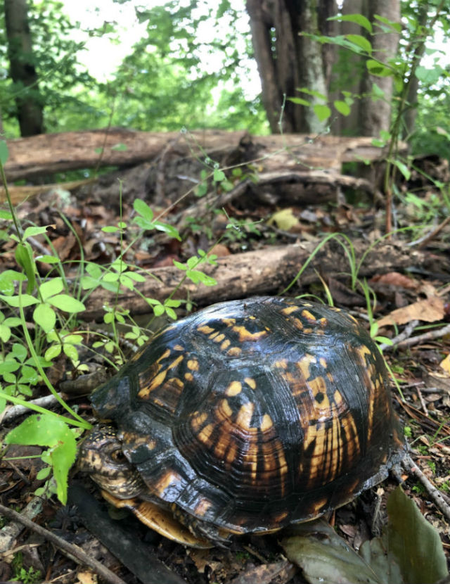 Eastern Box Turtle